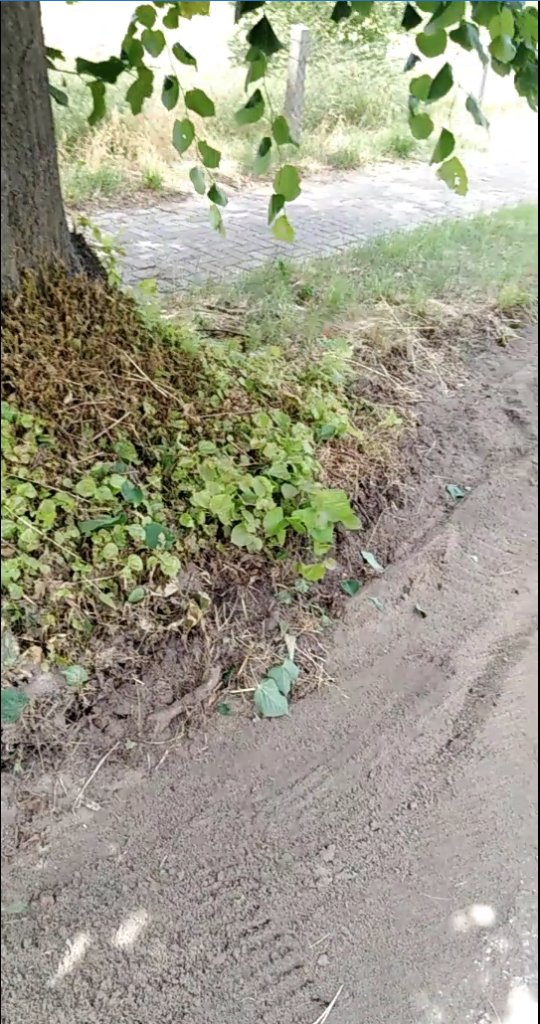 gruenstreifen beweis wurzelwerk 540x1024