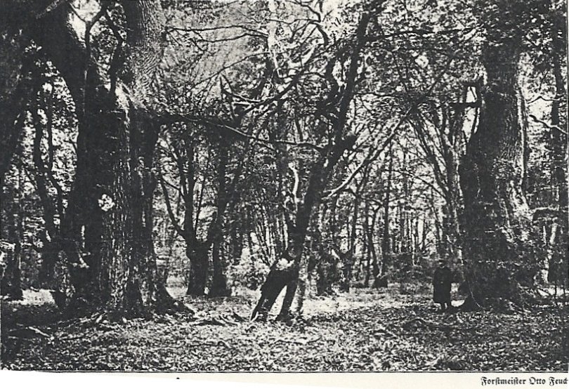 Uraltes Photo Hasbruch 1926 ca 